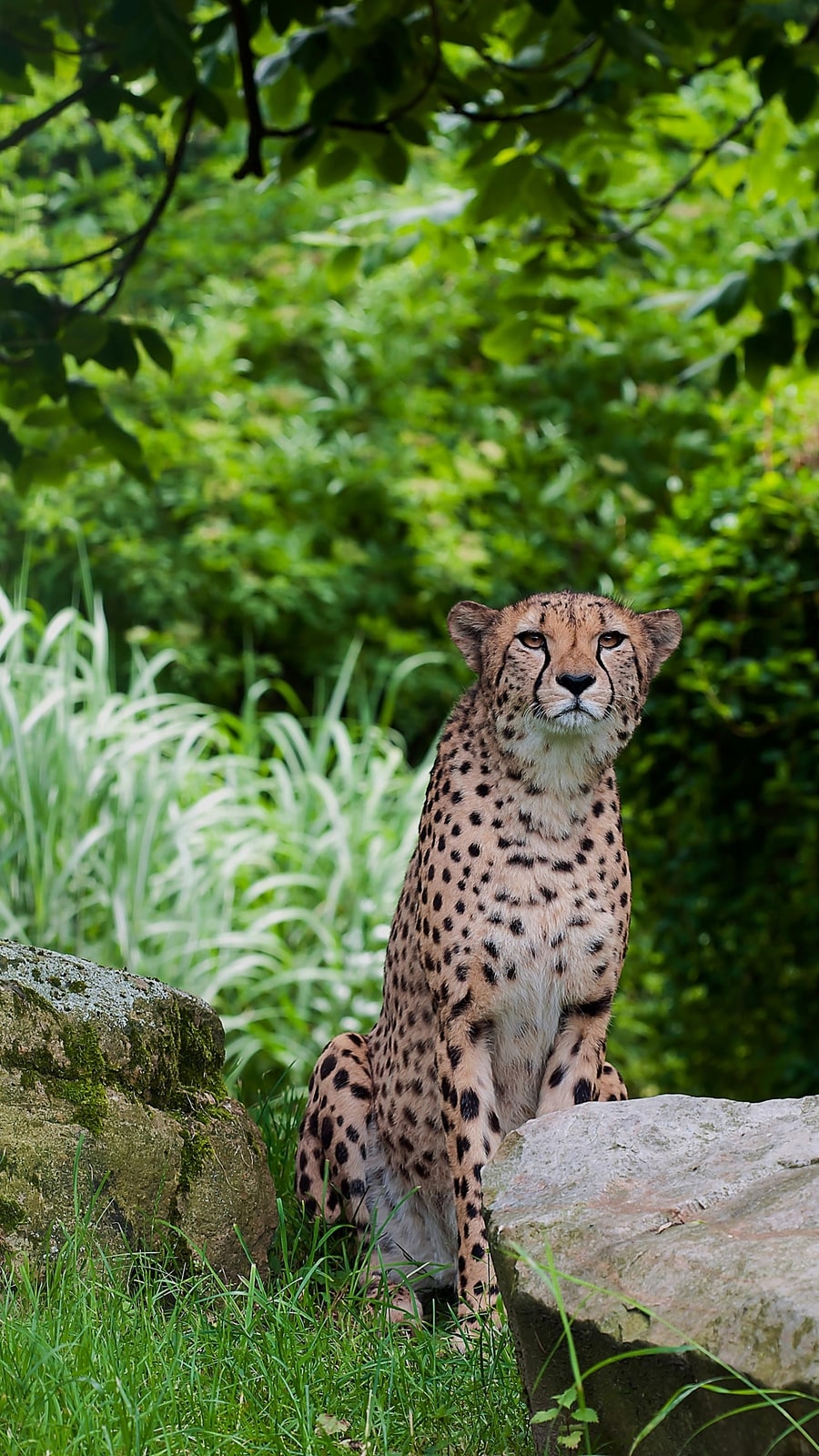 Speed Creatures Meet the 6 fastest creatures on Earth
