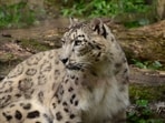 Snow_Leopard