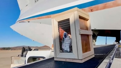 In this photo taken from video released by the Moscow Zoo official telegram channel on Wednesday, Nov. 20, 2024, a box containing a white cockatoo is unloaded from a Russian cargo plane at the International Airport in Pyongyang, North Korea after being delivered as a gift from Russian President Vladimir Putin. (AP) In this photo taken from video released by the Moscow Zoo official telegram channel on Wednesday, Nov. 20, 2024, a box containing a white cockatoo is unloaded from a Russian cargo plane at the International Airport in Pyongyang, North Korea after being delivered as a gift from Russian President Vladimir Putin. (AP)