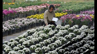Students taking care of new varieties of chrysanthemum flowers at PAU in Ludhiana on Friday. (Manish/HT) Students taking care of new varieties of chrysanthemum flowers at PAU in Ludhiana on Friday. (Manish/HT)