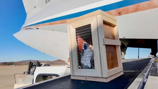 In this photo taken from video released by the Moscow Zoo official telegram channel on Wednesday, Nov. 20, 2024, a box containing a white cockatoo is unloaded from a Russian cargo plane at the International Airport in Pyongyang, North Korea after being delivered as a gift from Russian President Vladimir Putin. (AP)