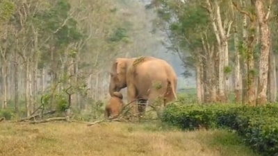 Elephant mother was filmed dragging her dead calf, showcasing profound grief and empathy. (X/@ParveenKaswan) Elephant mother was filmed dragging her dead calf, showcasing profound grief and empathy. (X/@ParveenKaswan)