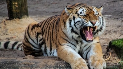 A tigress was brutally attacked by villagers in Assam, leaving it almost blind and injured. (Pixabay)