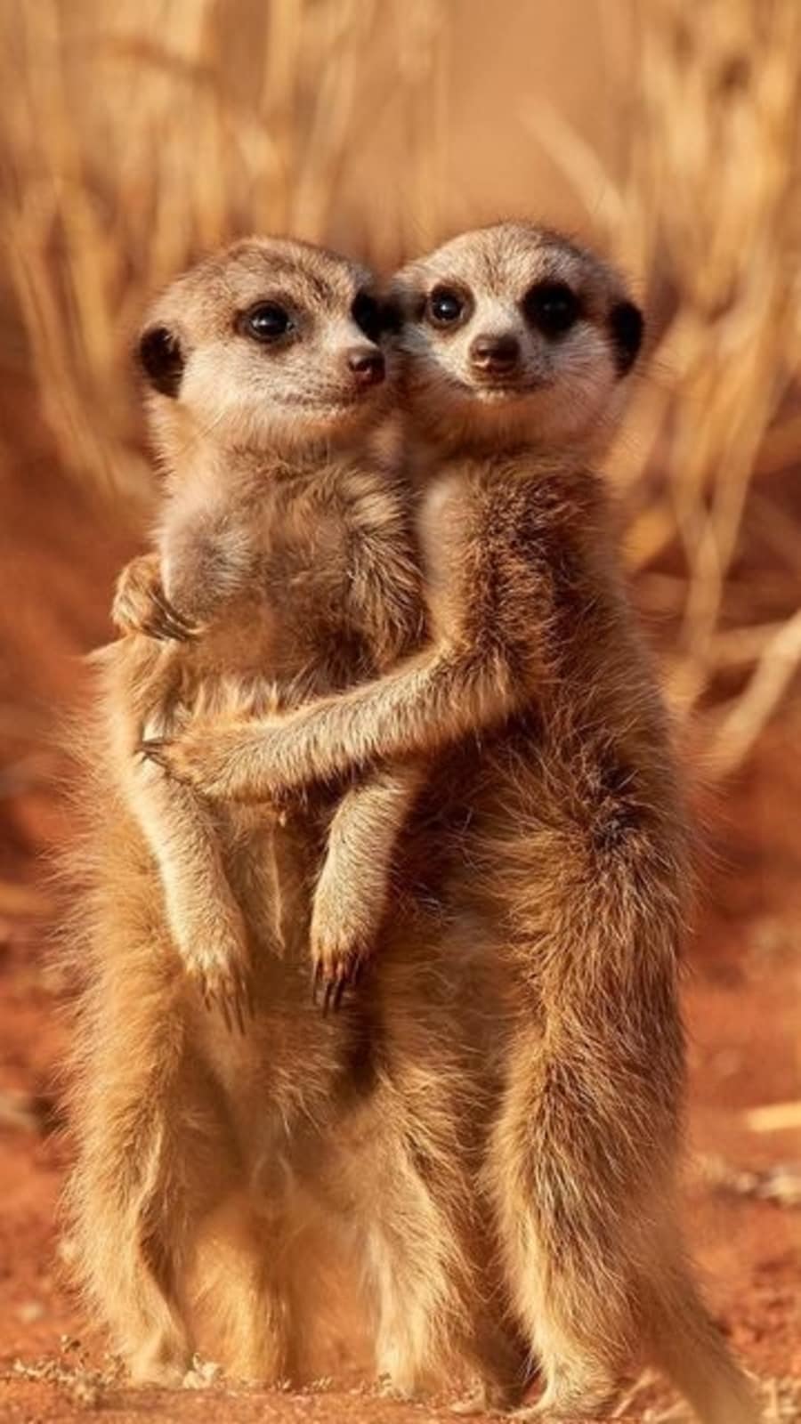 meerkat