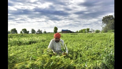 Amritsar, India –March 25, 2023::: Farmer examine the flattened Wheat crop at his field after heavy rain and hailstorm, Amritsar , India, on Saturday, March 25, 2023. (Photo by Sameer Sehgal /Hindustan Times) Amritsar, India –March 25, 2023::: Farmer examine the flattened Wheat crop at his field after heavy rain and hailstorm, Amritsar , India, on Saturday, March 25, 2023. (Photo by Sameer Sehgal /Hindustan Times)