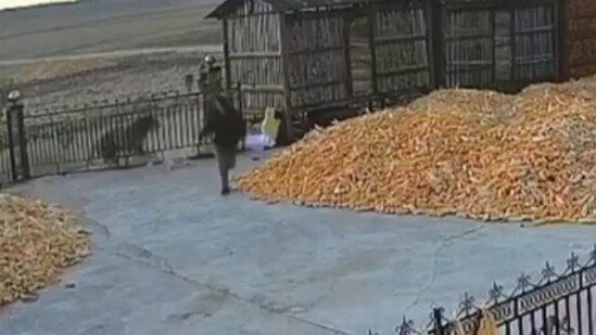 In China, a farmer narrowly escaped injury when a Siberian tiger rammed into a gate after he closed it. (X/@ShanghaiEye)