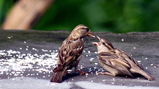 Speaking on Sunday on the nation's dwindling sparrow population, Prime Minister Narendra Modi stated that special measures are being taken to bring the bird back to life.