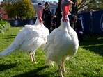 The national Thanksgiving turkeys Peach and Blossom are pictured before a pardoning ceremony with President Joe Biden on the South Lawn of the White House in Washington, Monday, Nov. 25, 2024. The national Thanksgiving turkeys Peach and Blossom are pictured before a pardoning ceremony with President Joe Biden on the South Lawn of the White House in Washington, Monday, Nov. 25, 2024.