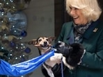 Queen Camilla's Beth, a 13-year-old Battersea Dogs and Cats Home rescue, was diagnosed with an incurable tumor few days back, and her condition started deteriorating rapidly. Queen Camilla's Beth, a 13-year-old Battersea Dogs and Cats Home rescue, was diagnosed with an incurable tumor few days back, and her condition started deteriorating rapidly.