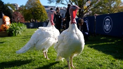The national Thanksgiving turkeys Peach and Blossom are pictured before a pardoning ceremony with President Joe Biden on the South Lawn of the White House in Washington, Monday, Nov. 25, 2024. (AP)