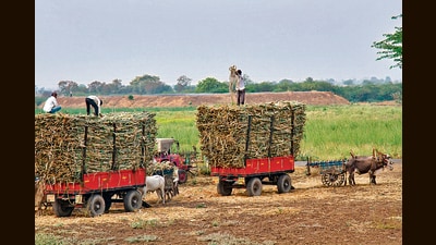 The Punjab government on Monday announced a hike of  ₹10 in the state-agreed price (SAP) of sugarcane, increasing the rate to  ₹401 per quintal for the 2024-25 crushing season. (Shutterstock/ Representational image)