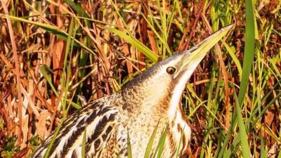 The migratory birds visiting Kashmir travel from the colder areas. (File) The migratory birds visiting Kashmir travel from the colder areas. (File)