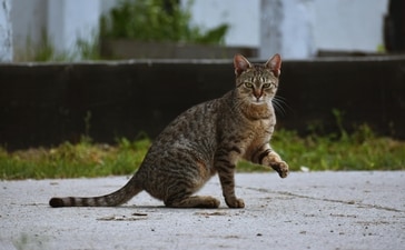 Adopting a stray cat needs proper guidance, from feeding to understanding dietary needs. (Pexels) Adopting a stray cat needs proper guidance, from feeding to understanding dietary needs. (Pexels)