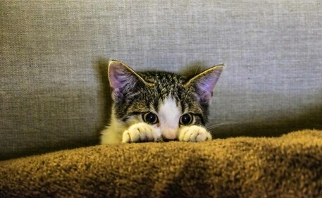 Carefully approach the cat with love and patience. (Pexels) Carefully approach the cat with love and patience. (Pexels)