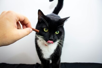 Feeding a stray cat for the first time at home after adopting needs careful nutritional attention. (Pexels) Feeding a stray cat for the first time at home after adopting needs careful nutritional attention. (Pexels)