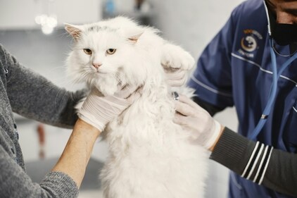 Cats may not approve of vet visits, throwing tantrums but it's important for their health and wellbeing. (Pexels) Cats may not approve of vet visits, throwing tantrums but it's important for their health and wellbeing. (Pexels)