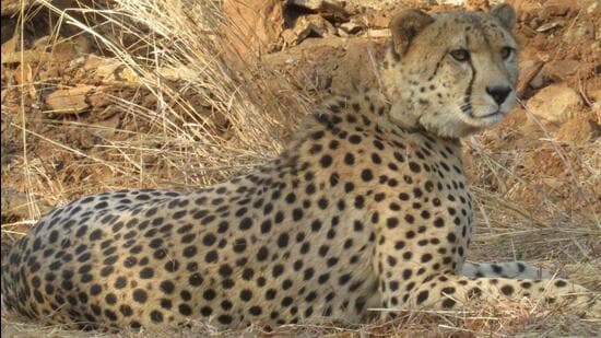 In a new strategy, the officials said that the cheetahs who move long distances will not be darted and brought back to Kuno. (Kuno National Park)