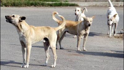 Corporation officials said that they completed sterilisation of about 34,572 community dogs till November 25 (since 2013) and believe that the city has a population of about 55,000-60,000 community dogs under the GMC’s jurisdiction. (HT Photo) Corporation officials said that they completed sterilisation of about 34,572 community dogs till November 25 (since 2013) and believe that the city has a population of about 55,000-60,000 community dogs under the GMC’s jurisdiction. (HT Photo)