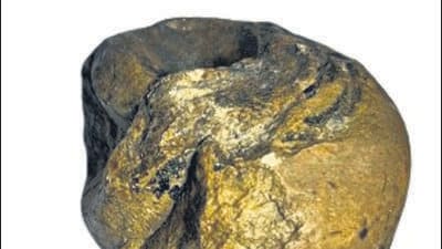 Experts said the fossil was a gastropod – a class of mollusk animals (snails or slugs) that are characterised by a spiral-like design on them. (HT Photo) Experts said the fossil was a gastropod – a class of mollusk animals (snails or slugs) that are characterised by a spiral-like design on them. (HT Photo)