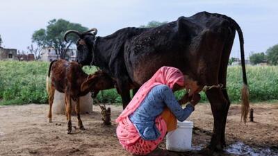 India observes November 26 as the National Milk Day on the occasion of the birth anniversary of Verghese Kurien (REUTERS FILE)
