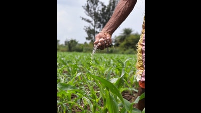 The agriculture department had sent samples of the seized DAP to the Fertiliser Quality Control Laboratory in Ludhiana. (PTI)