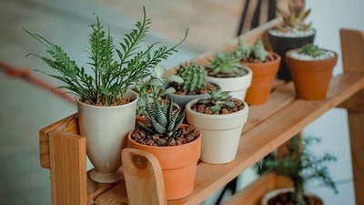 Best indoor plants: Transform your home with low-maintenance, air-purifying options. (Pexels) Best indoor plants: Transform your home with low-maintenance, air-purifying options. (Pexels)