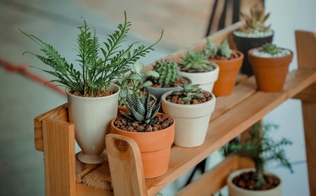 Best indoor plants: Transform your home with low-maintenance, air-purifying options. (Pexels) Best indoor plants: Transform your home with low-maintenance, air-purifying options. (Pexels)