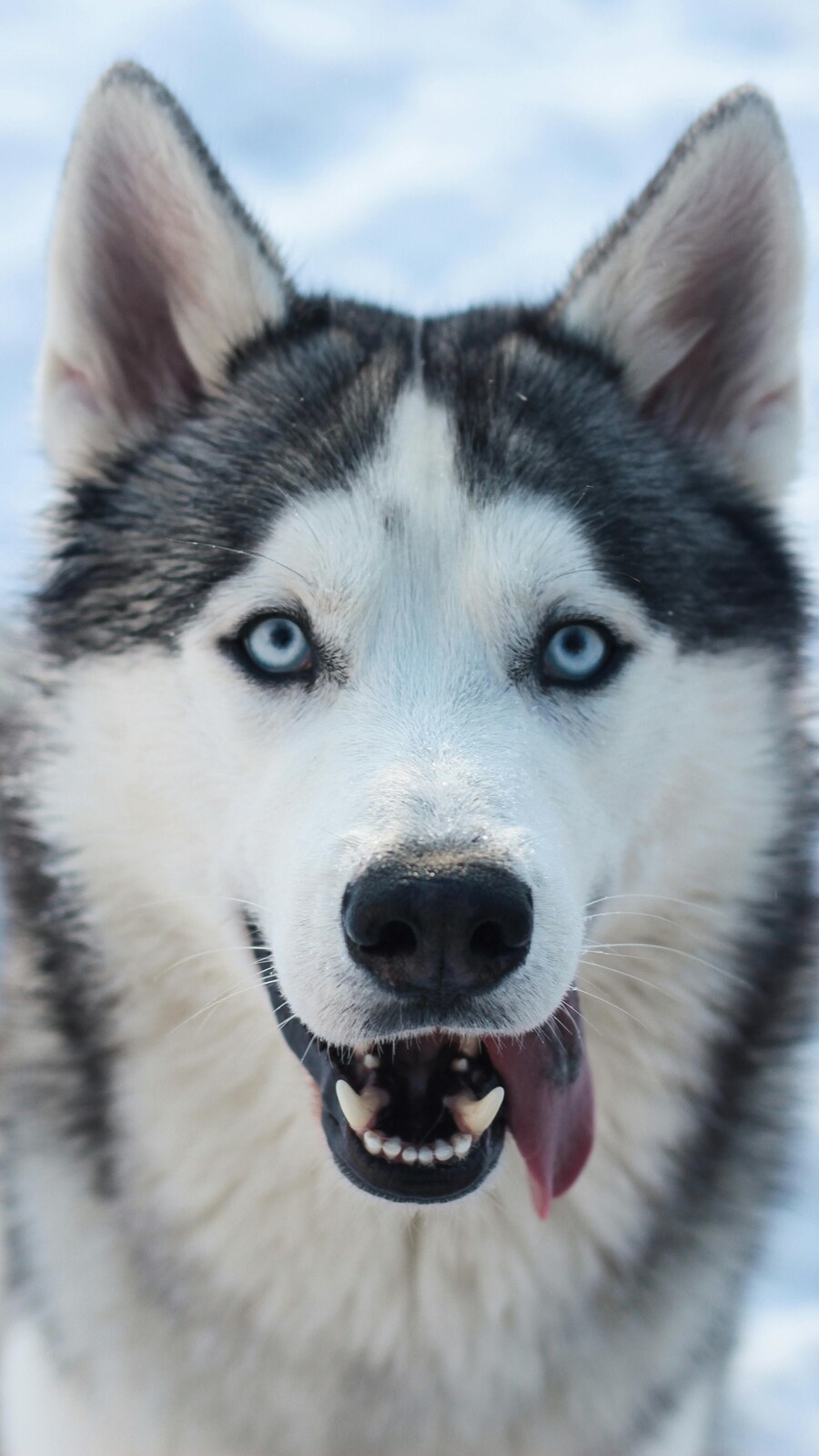 10 must-know facts before you bring a husky home | Hindustan Times