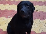 Pune Police canine Leo passed away on November 26 after a brief illness. 