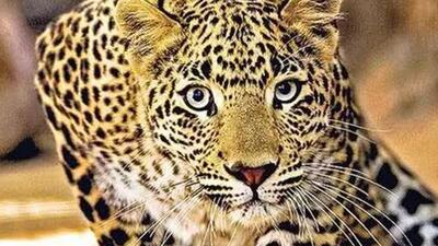 A postmortem of the leopard will be carried out before the carcass is burned by forest officials. (Representative file photo)