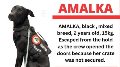 Amalka and its owner had stopped in Paris for a layover before moving to Dallas. They were traveling on an Air France flight that they boarded from Vienna. (X) Amalka and its owner had stopped in Paris for a layover before moving to Dallas. They were traveling on an Air France flight that they boarded from Vienna. (X)