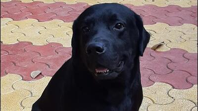 Leo, a Labrador Retriever, who served as a narcotics detection dog in the Pune police force, was laid to rest at the Pune Municipal Corporation (PMC) pet crematorium, after battling an esophageal ailment. (HT PHOTO) Leo, a Labrador Retriever, who served as a narcotics detection dog in the Pune police force, was laid to rest at the Pune Municipal Corporation (PMC) pet crematorium, after battling an esophageal ailment. (HT PHOTO)