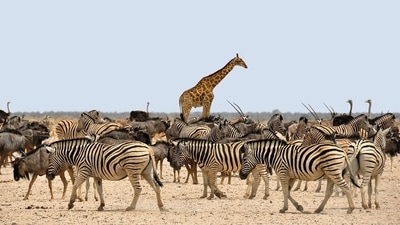 Five things to know about Namibia (Photo by Pixabay) Five things to know about Namibia (Photo by Pixabay)