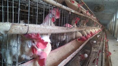 The country produced 142.77 billion pieces of eggs during 2023-24, compared to 138.38 pieces in the previous year. (HT FILE PHOTO/Sant Arora) The country produced 142.77 billion pieces of eggs during 2023-24, compared to 138.38 pieces in the previous year. (HT FILE PHOTO/Sant Arora)