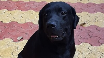 Pune Police canine Leo passed away on November 26 after a brief illness. Pune Police canine Leo passed away on November 26 after a brief illness.