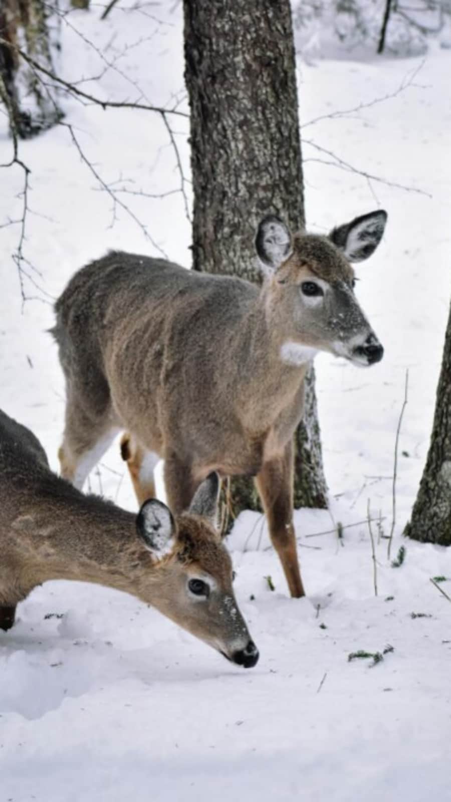 Fascinating facts about the mating rituals of mammals | Hindustan Times