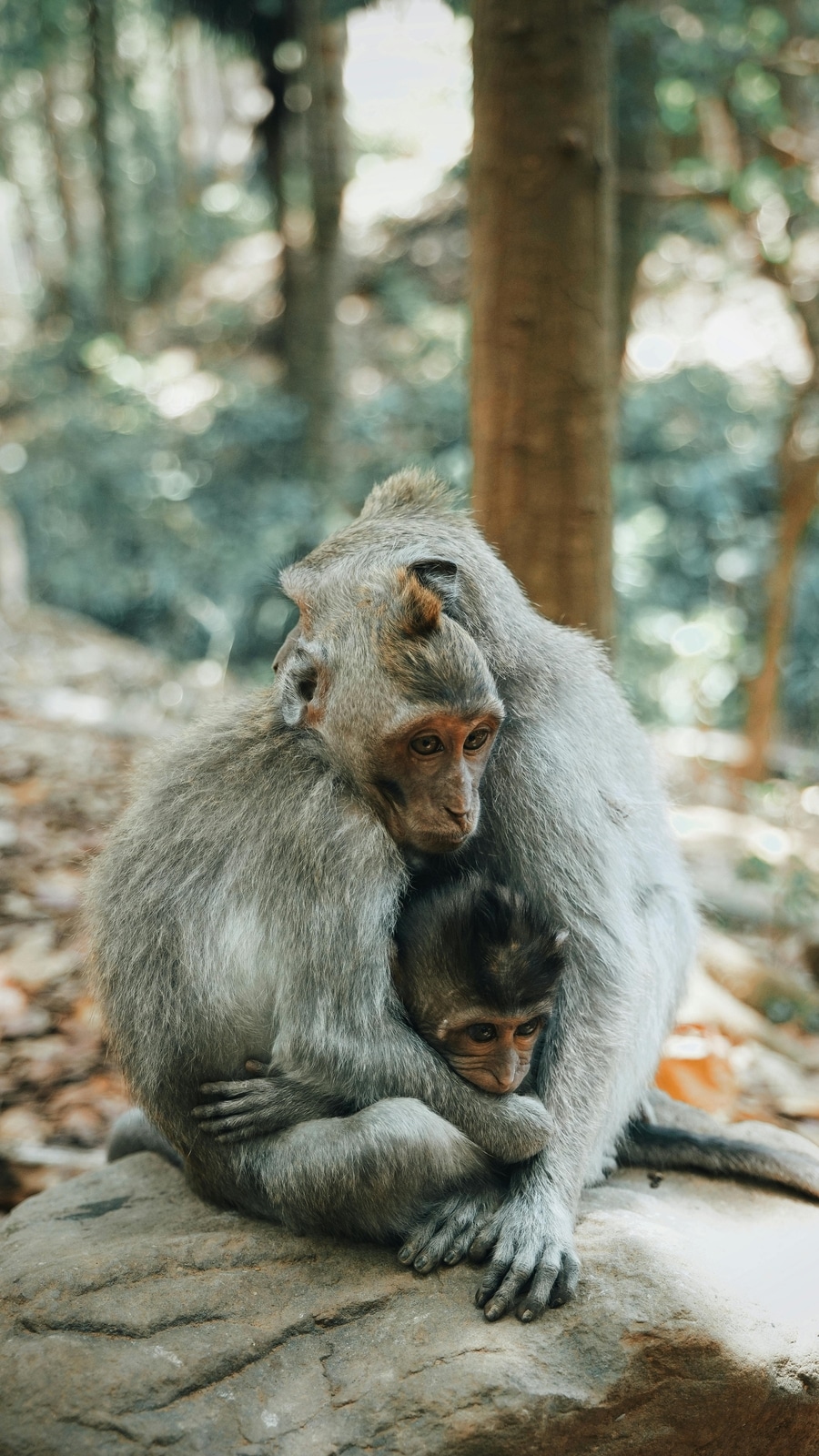 Primates Mating Ritual Dance Fascinating facts about the mating rituals of mammals | Hindustan Times