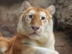 Three-year old, rare golden tabby tiger Ava 