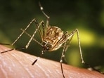 Japanese encephalitis is a viral brain infection that’s spread through mosquito bites (Representative Photo)