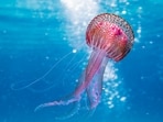 Jellyfish