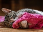 Man died from severe cat scratches due to diabetes and poor blood clotting in Russia.
Man died from severe cat scratches due to diabetes and poor blood clotting in Russia.