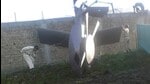 Part of a damaged helicopter seen lying near the compound after US Navy SEAL commandos killed al Qaeda leader Osama bin Laden in Abbottabad on May 2, 2011. The back story of the protagonist in The Black Orphan includes his secret involvement in the operation. (HT Archive)