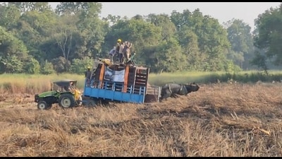 First rhino being released into open forest area outside the fence in Dudhwa forests on Thursday. (HT Photo)