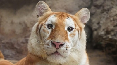 Three-year old, rare golden tabby tiger Ava Three-year old, rare golden tabby tiger Ava