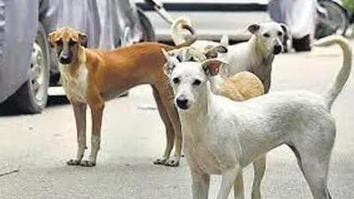 The SOP states that the civic body would earmark some designated areas for feeding the stray dogs. (Representative file photo) The SOP states that the civic body would earmark some designated areas for feeding the stray dogs. (Representative file photo)