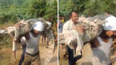 In the video, the crocodile can be seen on the man's shoulders as he carries it to be relocated. (X/@ManojSh28986262) In the video, the crocodile can be seen on the man's shoulders as he carries it to be relocated. (X/@ManojSh28986262)