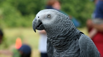 The woman had previously posted about her interest in buying a parrot on Facebook. (Representational Image) The woman had previously posted about her interest in buying a parrot on Facebook. (Representational Image)