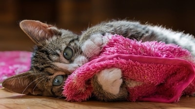 Man died from severe cat scratches due to diabetes and poor blood clotting in Russia. (Pixabay) Man died from severe cat scratches due to diabetes and poor blood clotting in Russia. (Pixabay)