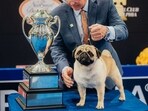 Vito the pug makes history by becoming first of its breed to win Best in Show at this year's National Dog Show, since it was first televised in 2002 Vito the pug makes history by becoming first of its breed to win Best in Show at this year's National Dog Show, since it was first televised in 2002