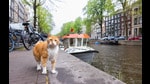 In Netherlands, restaurants adopt cats as a way to keep rodents out. Amsterdam is also home to De Poezenboot (The Catboat), a rare floating cat shelter. It was founded in the 1960s, and now operates as the base of a cat-welfare NGO too. (Photo by Andrew Marttila)